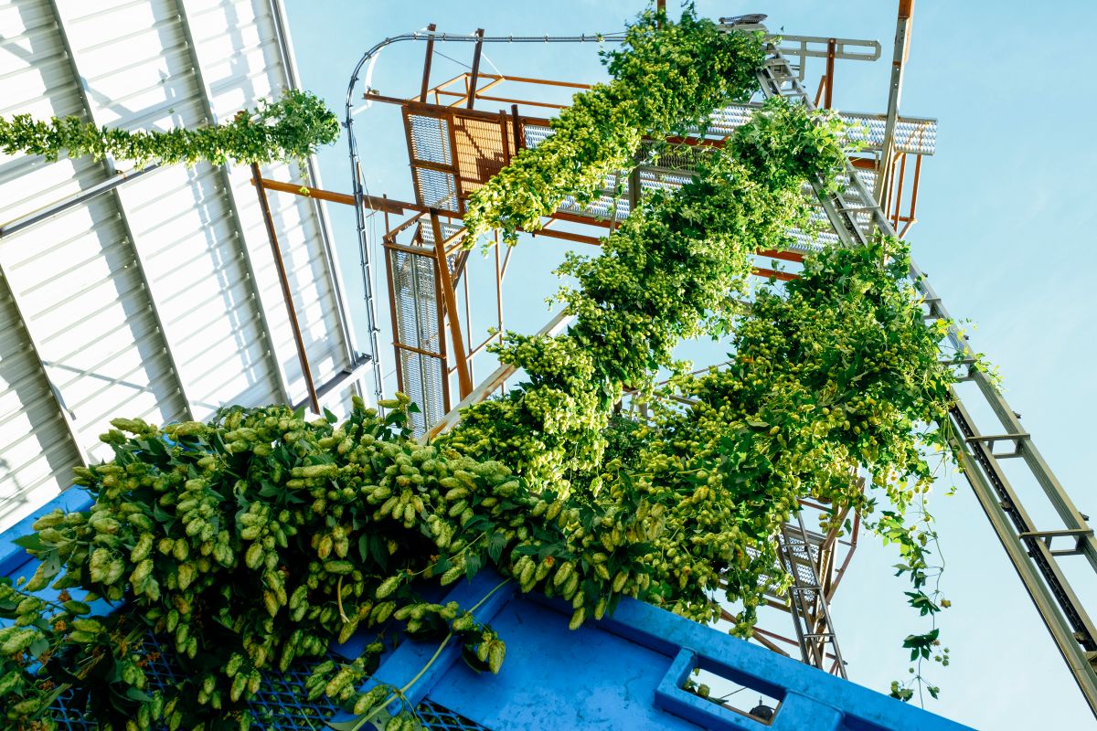 DEYA Strata hops