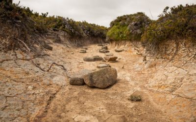 Waterless urinals can play big part in battle against drought
