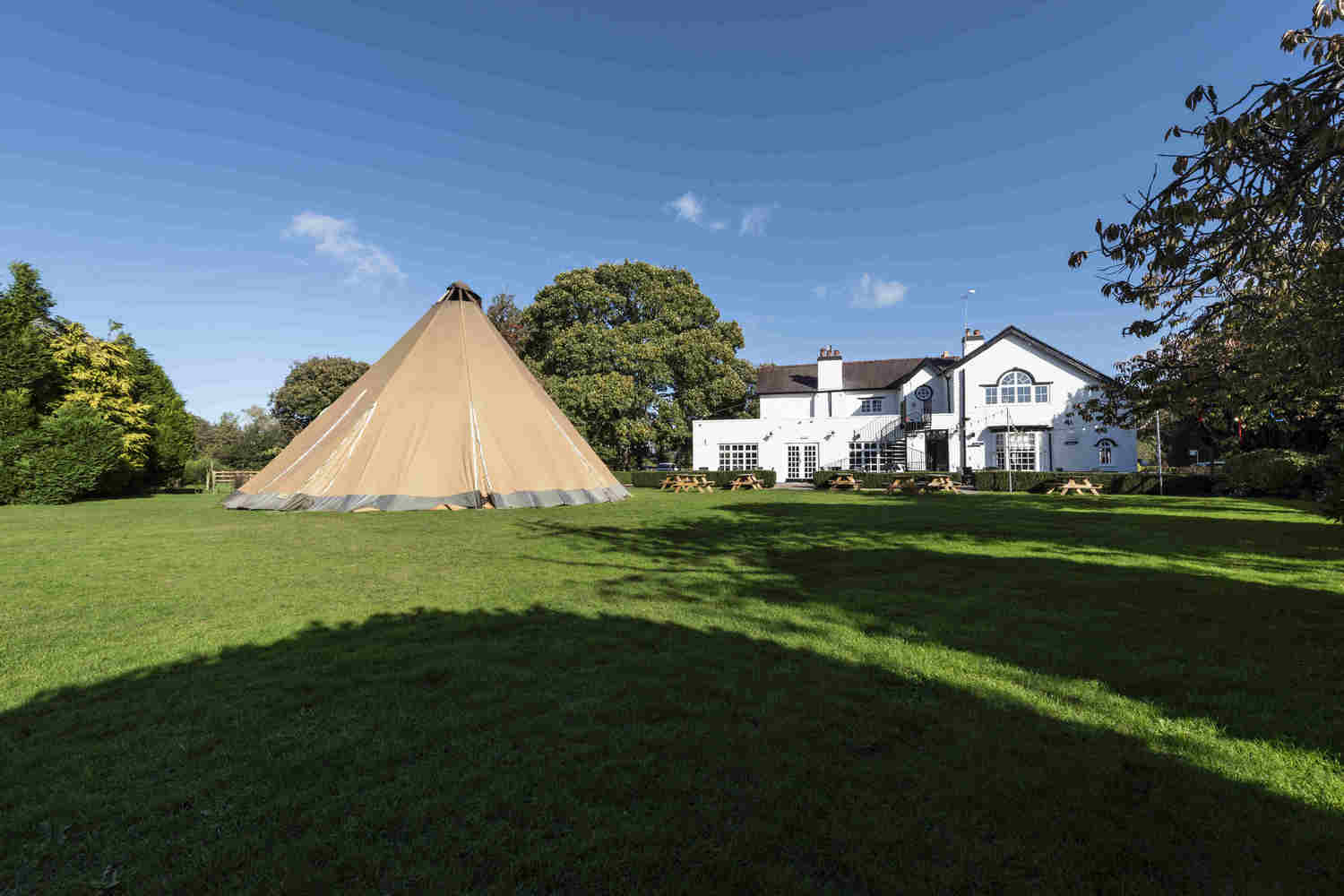 Golden Lion tipi