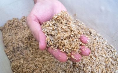 Dark beer challenge for Britain’s homebrewers