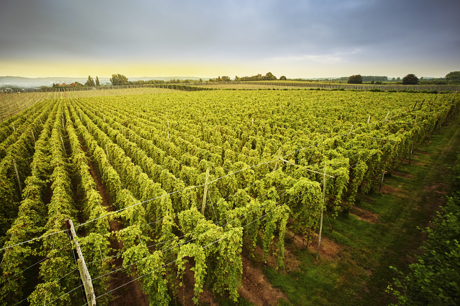 Kent hop field
