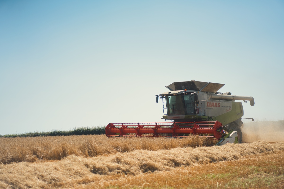 St Austell harvest